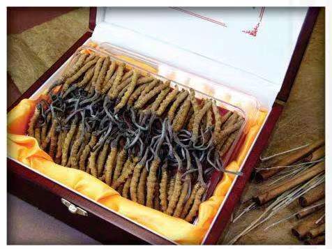 沙市冬虫夏草回收